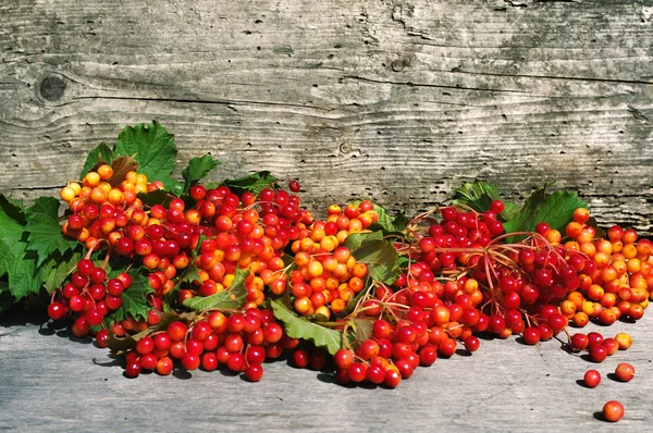 Guelder-rose berries on a wooden background. A bright autumn background with guelder-rose clusters