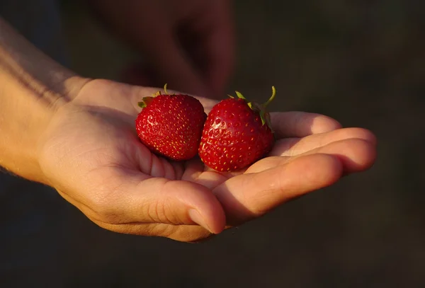 Two berries of ripe fresh sweet strawberry in hand