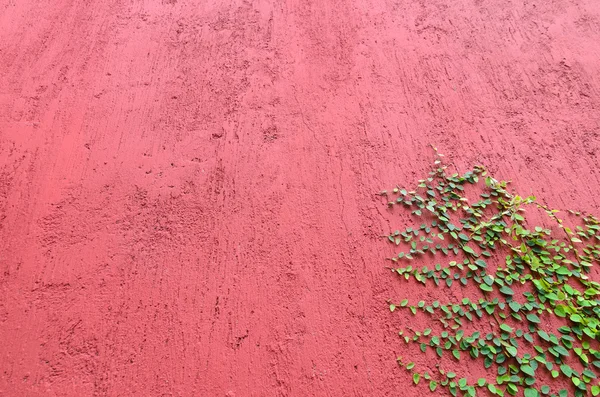 Closeup of Red wall partly covered with green plant with small