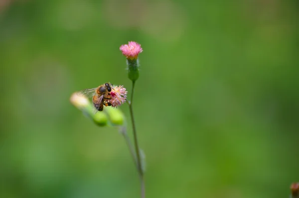 Honeybee on pink dandelion closeup