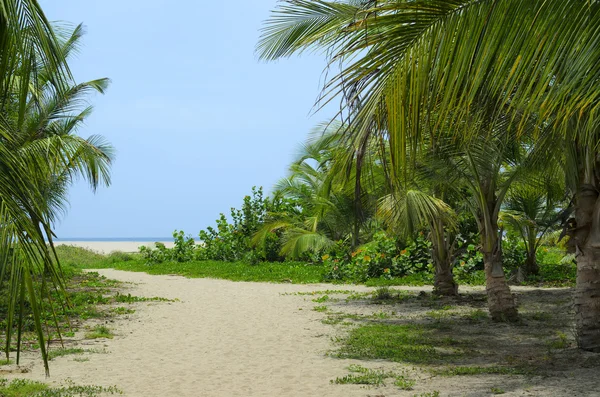 Sandy path through coconut palm tree forest to the beach