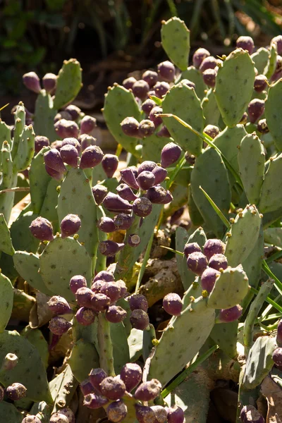 Sabra cactus fruit