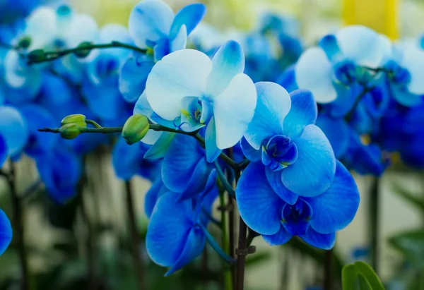 Bouquet of blue orchids