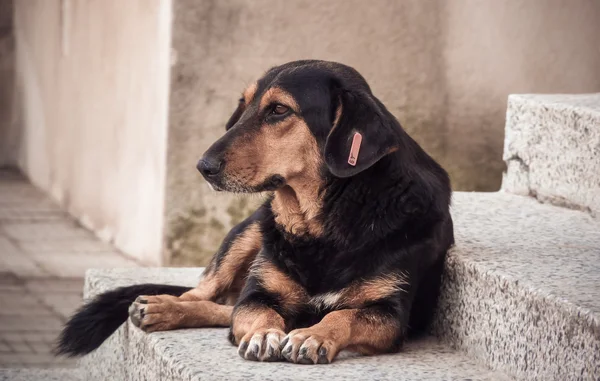 Homeless street dog