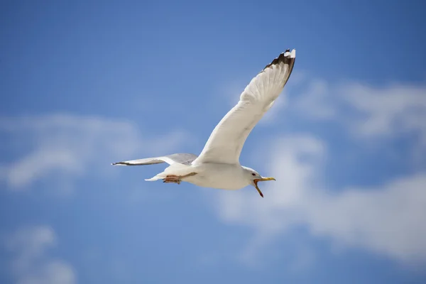White seagull on blue sky