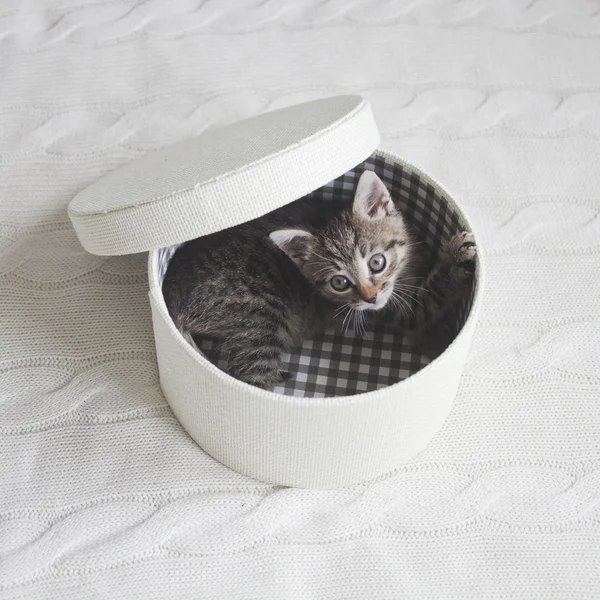 Kitten in white round box