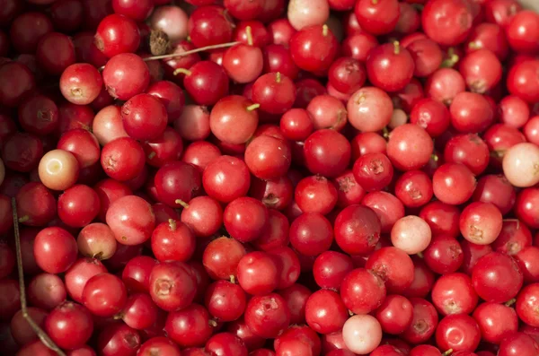 Texture berry cranberries
