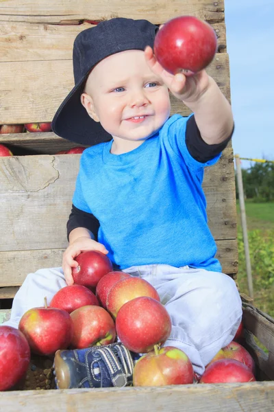A Cute little boy in the garden and picking apple