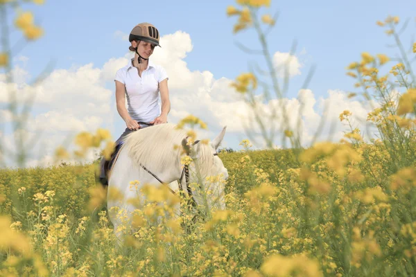 A white horse on yellow flower field with a rider.
