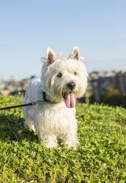 West highland white terrier a very good looking dog