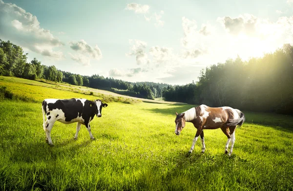 Horse and cow pasture on a glade