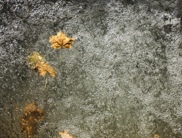 Leafs in water