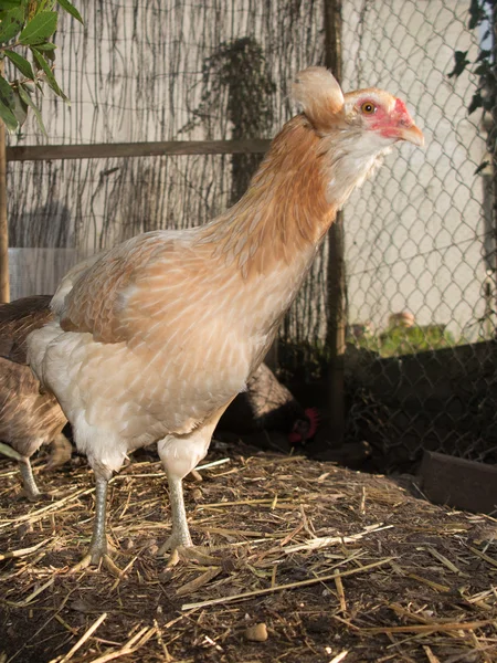 Brown araucana chicken in the field, in a hens house