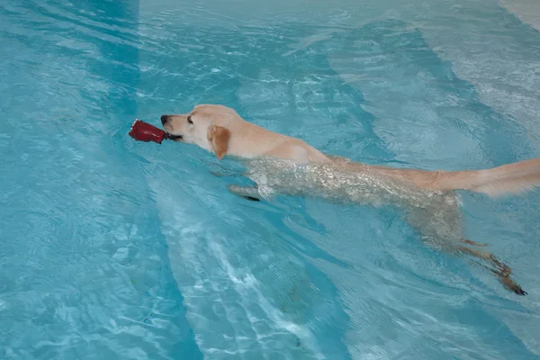 The labrador, Golden retriever swimming in pool