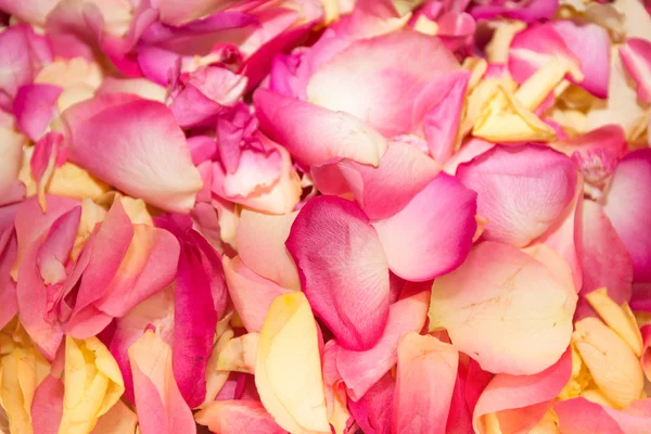 Beautiful Pink rose petals. flowers Background texture