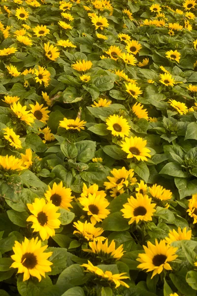 Sun flowers field in France  sunflowers background