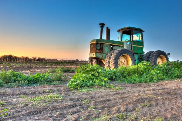 Tractor parked among weeds at sunrise