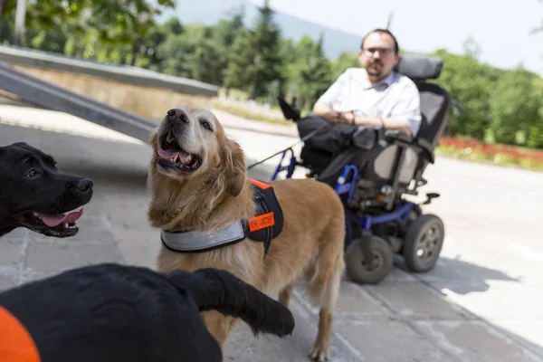 Guide and assistance dogs