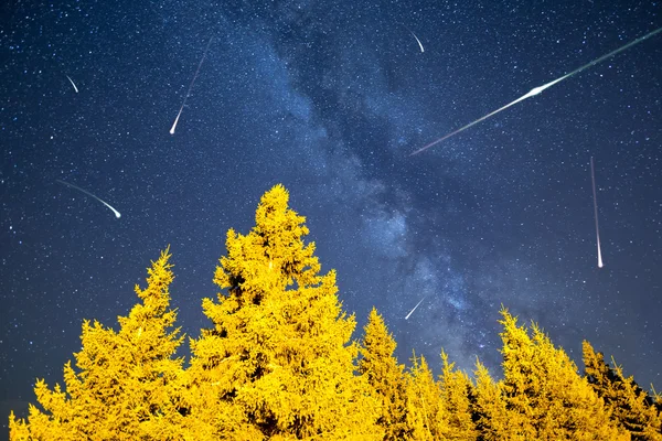 Falling stars pine trees Milky Way