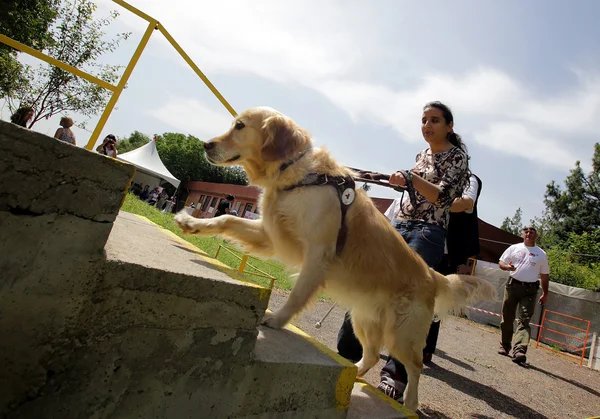 Blind person with his guide dog