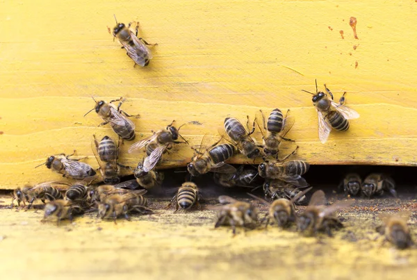 Honey bees in yellow beehive