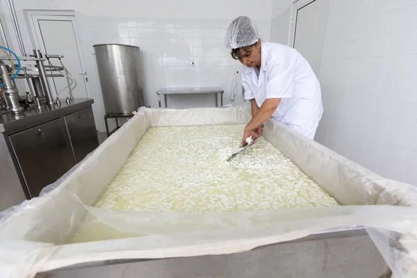 Cheese worker in a diary creamery