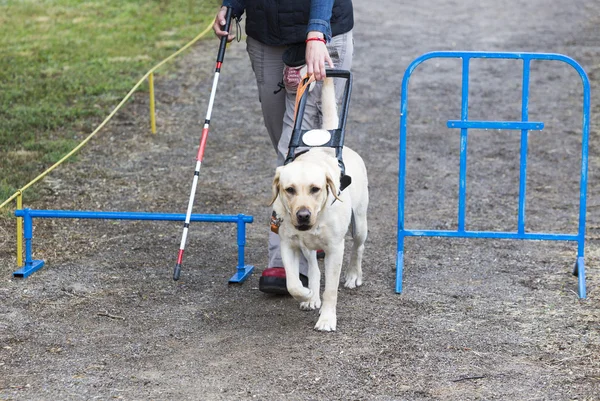 Blind person with her guide dog