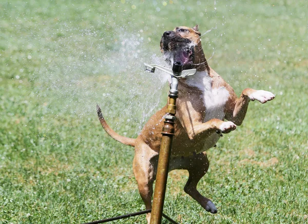 Dog in the park drinking water