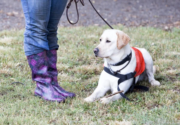 Trainer and labrador retriever guide dog