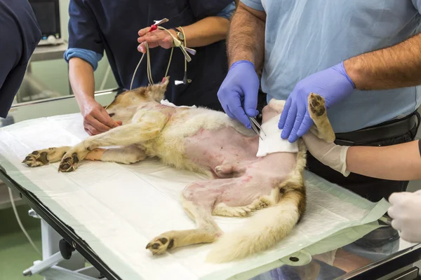 Dog surgery in clinic