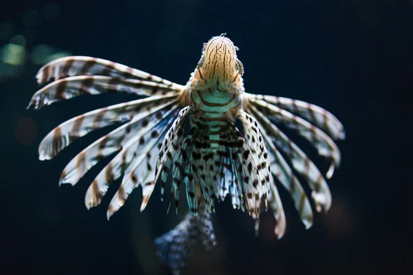 Zebra fish in water