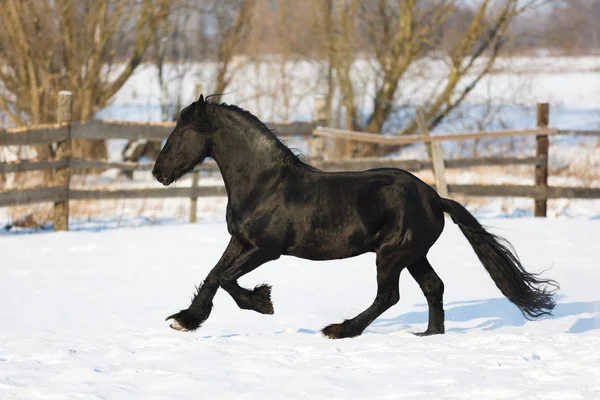 Black frisian horse in winter