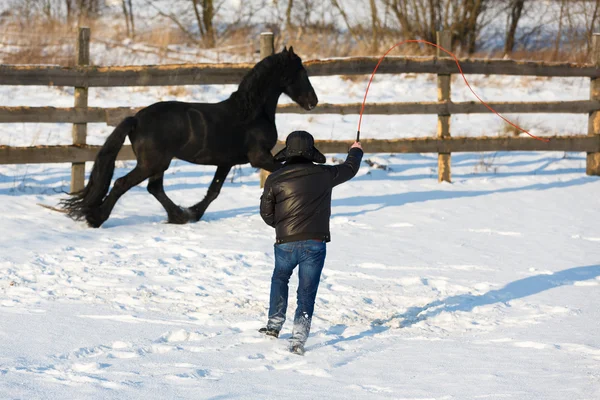 Man dressage black frisian horse