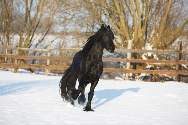 Black frisian horse in winter