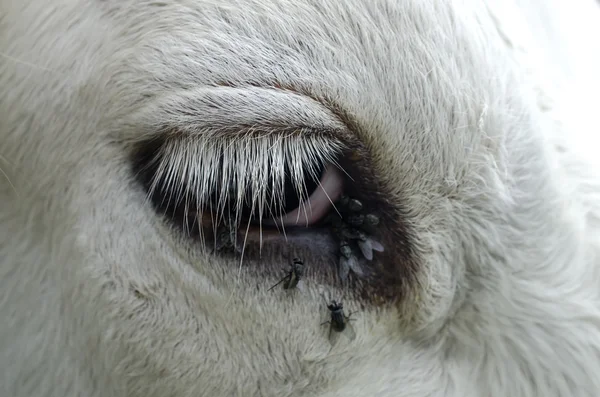 Cow with flies around the eye, close-up cow eye