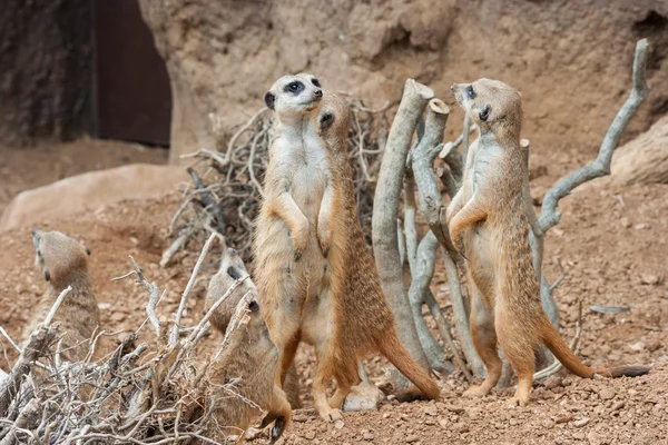 Family of Meerkats standing alert in the desert   environment