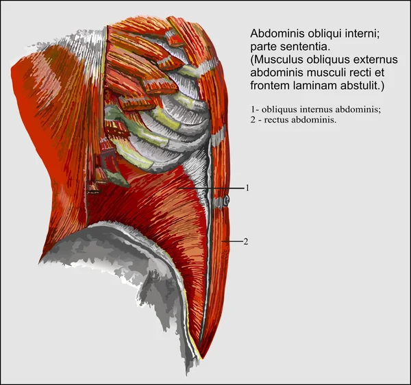 Human anatomy