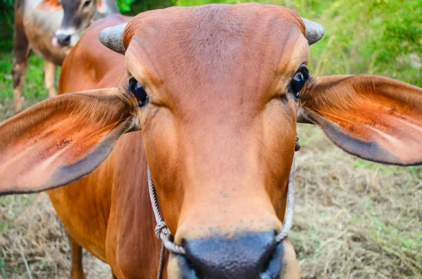Face of brown cow