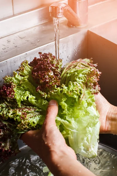 Male hands washing red lettuce.