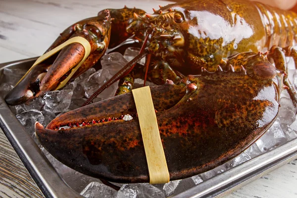 Raw lobster with giant claws.