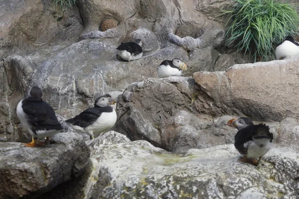 Atlantic Puffin (Fratercula arctica) stood on cliff top.