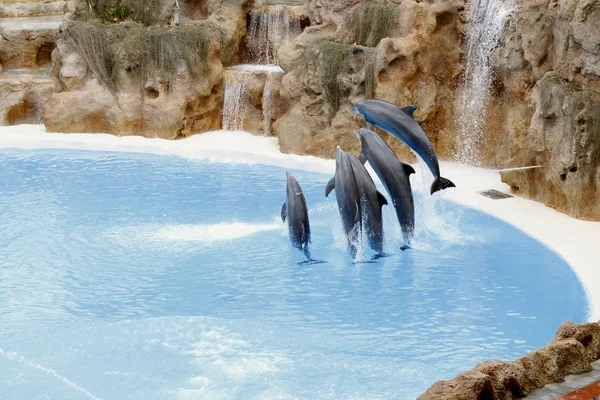 Jumping dolphins with rocks behind.