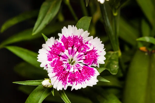 Dianthus chinensis (China Pink) Flowers in the garden