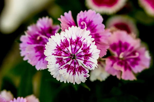 Dianthus chinensis (China Pink) Flowers in the garden