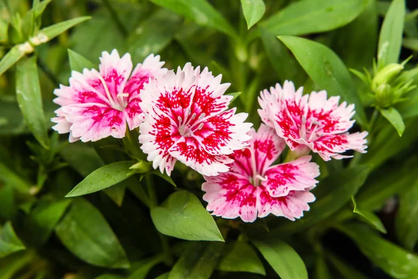 Dianthus chinensis (China Pink) Flowers in the garden