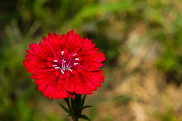 Dianthus chinensis (China Pink) Flowers in the garden