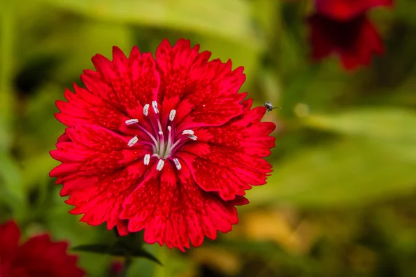 Dianthus chinensis (China Pink) Flowers in the garden