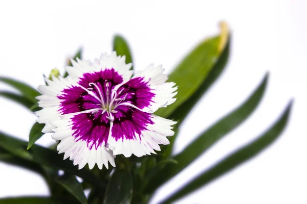Dianthus chinensis (China Pink) Flowers on white background