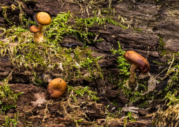 Mushrooms on a Log