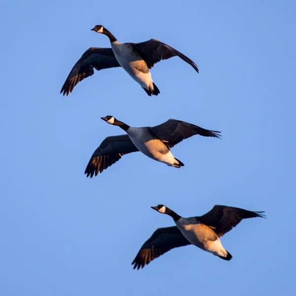 Giant Canada Geese in Formation